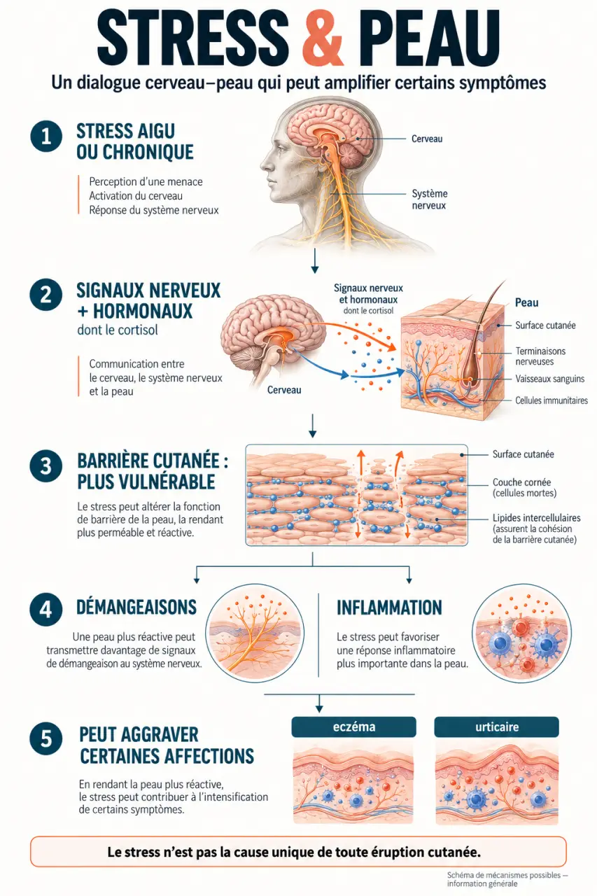Schéma expliquant le lien entre éruption cutanée stress, cortisol, inflammation et barrière cutanée